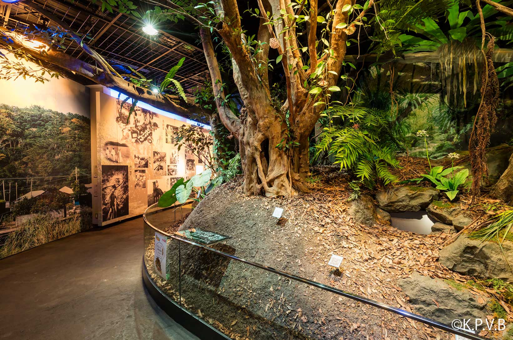 奄美パーク展示