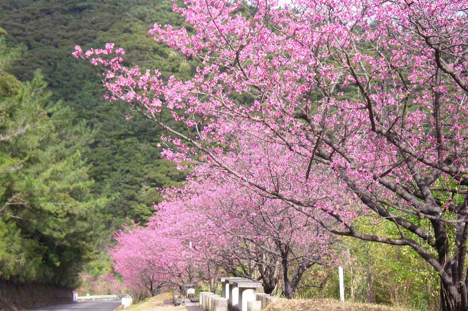 緋寒桜