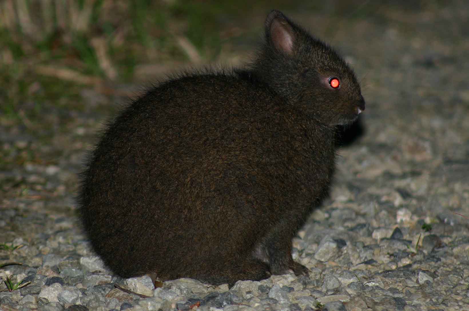 アマミノクロウサギ