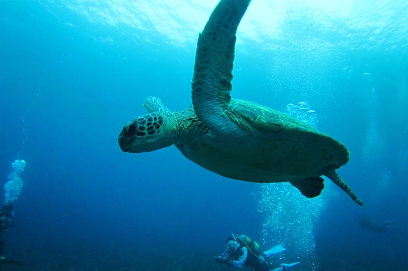 ウミガメ