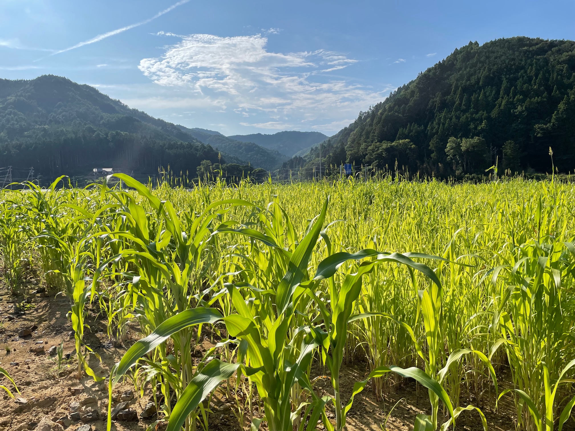 【掲載情報】「リジェネラティブツーリズム in MORIUMIUS FARM」のレポートを含む記事がグリーンズに掲載されました|南西旅行開発株式会社